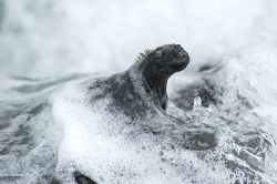 Marine Iguana, Isabella, Galapagos. 2006. Nikkor 70-300mm. by Chris Wildblood 